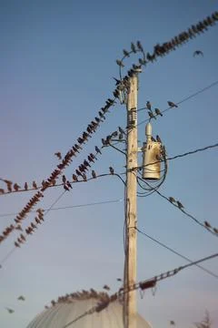 Starlings Fotos de archivo