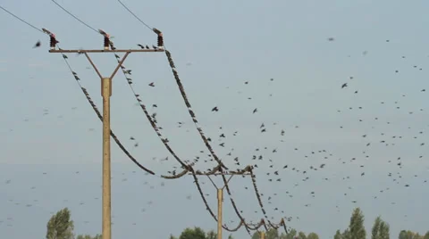 Starlings on a Power line Stock-Footage 33393039