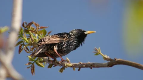 Starlings sing on tree branches Stock Footage 130983607