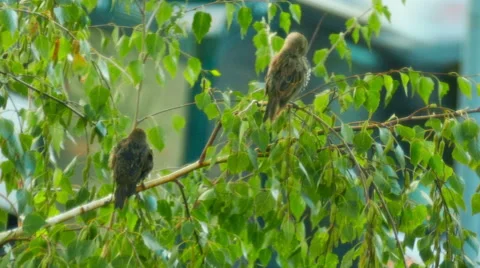 Starlings sitting on a tree Stock Footage 54170783