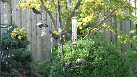 Starlings squabbling Stock Footage 158733687