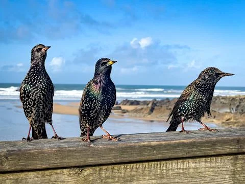 Starlings, sturnus vulgaris , perched on a wooden fence at Fistral Beach Stock Photos