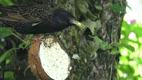 Starlings On Suet Coconut Stock Footage 232827238