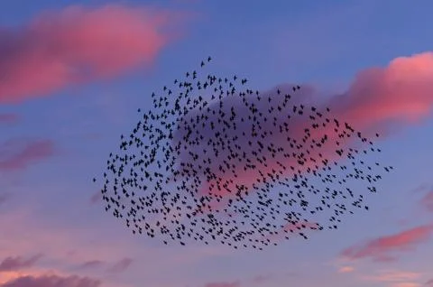 Starlings in the sunset Stock Photos