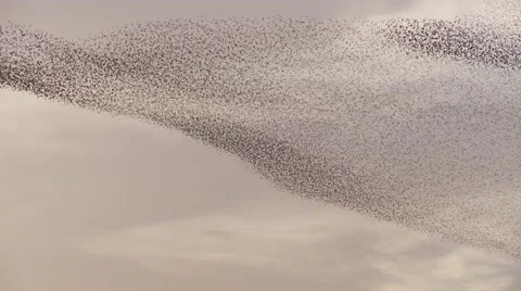 Starlings swarm change shape Stock Footage 57631385