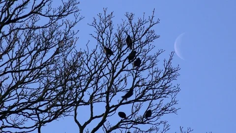 Starlings in a tree with blue background 4K Видео 122304119