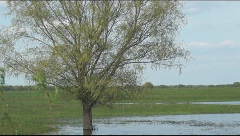 Starlings on the tree 스톡 동영상 37995788