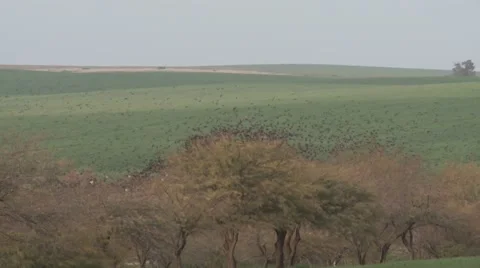 Starlings on a tree Stock Footage 57676382