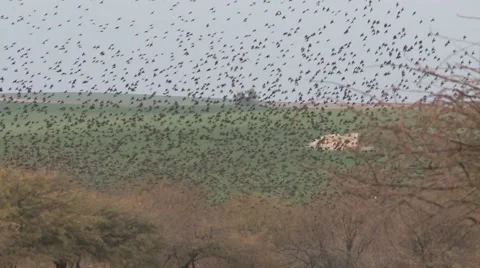 Starlings on a tree panning Stock Footage 57676391