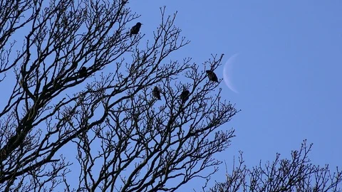 Starlings in a tree in winter with moon in background England UK 4K 스톡 동영상 122371221