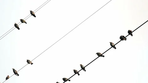 Starlings on wires Stock Footage 8680799