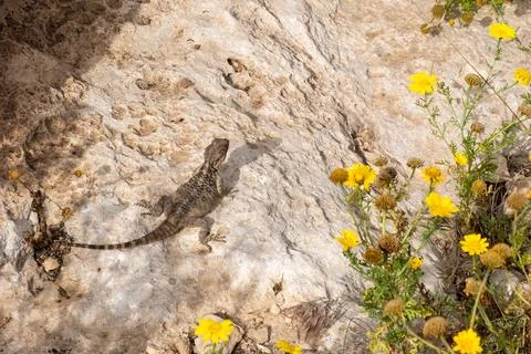 Starred agamas cyprus lizard on the ground. Reptile on a rocky surface. Animal Stock Photos