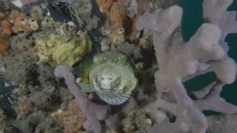 Starry eye Pufferfish in sponge resting Stock Footage 231956151