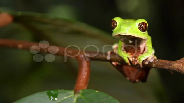 Buy Starry-Eyed Frog - at