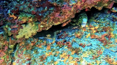 Starry Moray and Pacific Green Moray Gymnothorax Castaneu eels Sea of Cortez Stock Footage 321316636