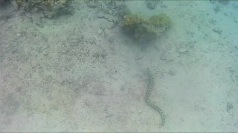  Starry Moray Eel Hunting Among Corals in the Red Sea Vídeos de archivo 343729574