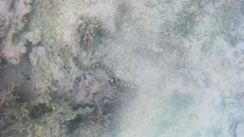  Starry Moray Eel Hunting Among Corals in the Red Sea Stock Footage 343729583