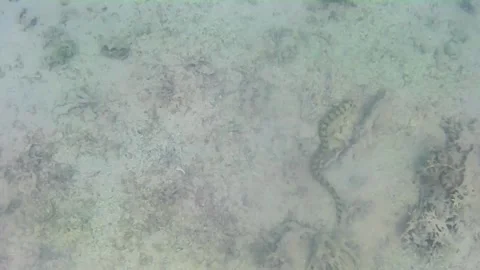  Starry Moray Eel Hunting Among Corals in the Red Sea Stock Footage 343729584