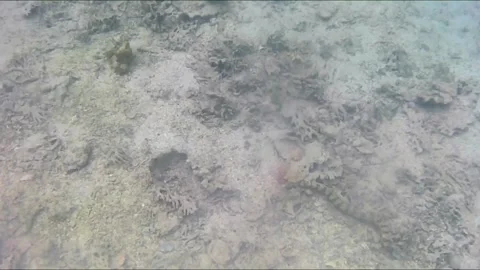  Starry Moray Eel Hunting Among Corals in the Red Sea Stock Footage 343729590
