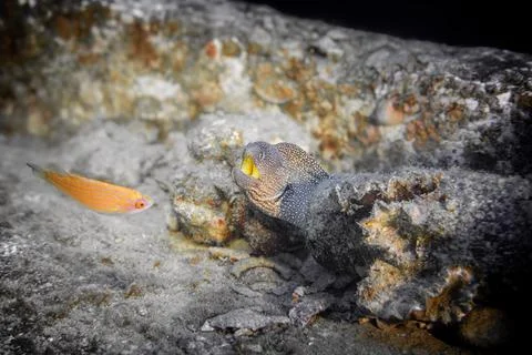 Starry Moray with a small fish before it is eatenז Stock Photos