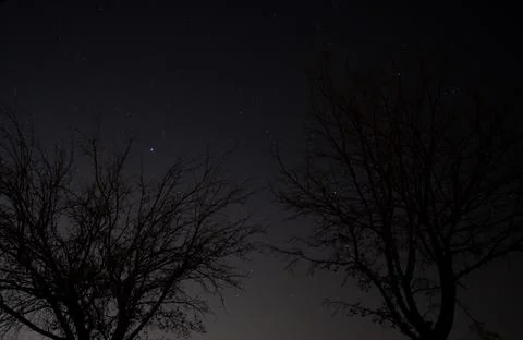 Starry Night with Constellations Behind Tree Branches Clear Night Stock Photos