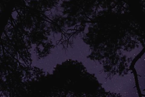 Starry night in the forest Stock Photos