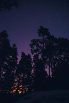 Starry night in the forest Stock Photos