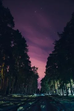 Starry night in the forest Stock Photos