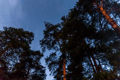 Starry Night Forest Stock Photos