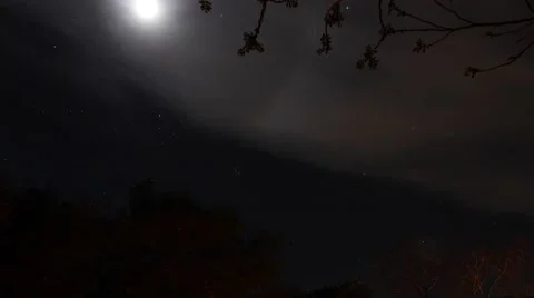 Starry night moon behind trees Stock Footage 44981395