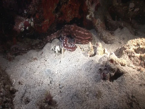 Starry Night Octopus Stock Footage 98699566