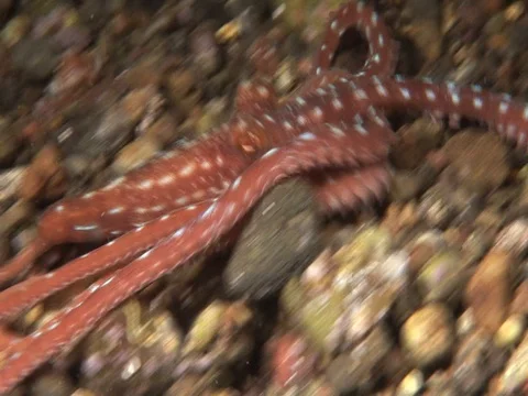 Starry Night Octopus Stock Footage 98860171