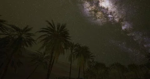 Starry night over palm trees in a desert location Ilustração Stock