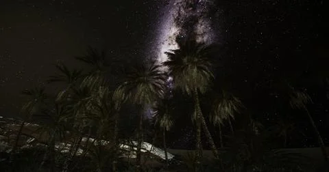 Starry night over palm trees in the desert showcasing a stunning galaxy view Ilustração Stock