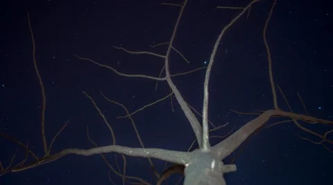 Starry night with a shadow of a tree in foreground Stock Footage 49069329