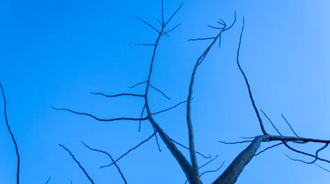 Starry night with a shadow of a tree in foreground Stock Footage 49070607