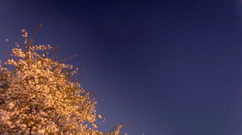 Starry night with a shadow of a tree in foreground Stock Footage 49126352