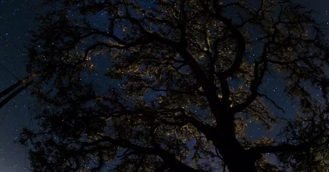 Starry Night Sky Behind an Oak Tree Stock Footage 71166808