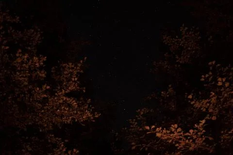 Starry night sky framed by tree branches illuminated with warm light from fire Stock Photos