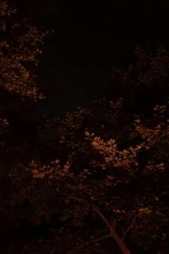 Starry night sky framed by tree branches illuminated with warm light from fire Stock Photos
