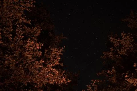 Starry night sky framed by tree branches illuminated with warm light from fire Stock Photos