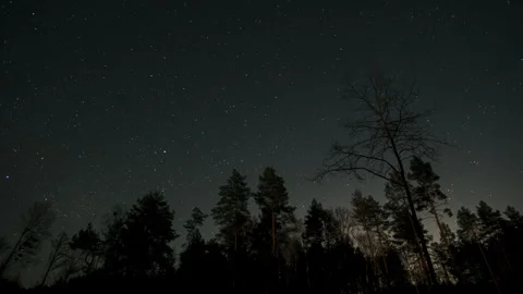 Starry Night Sky Over a Dark Forest Stock Footage 307857819