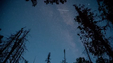 Starry night sky over forest trees, milky way timelapse 스톡 동영상 279944511