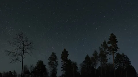 Starry night sky over a forest silhouette Stock Footage 308637358