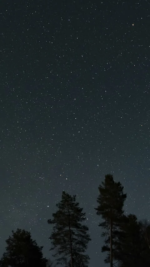 Starry night sky over a forest silhouette Stock Footage 346745217