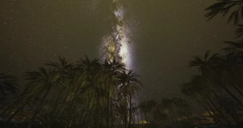 Starry night sky over palm trees in a tropical location Ilustração Stock