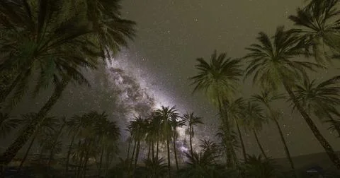 Starry night sky over palm trees in a tranquil desert setting Ilustração Stock