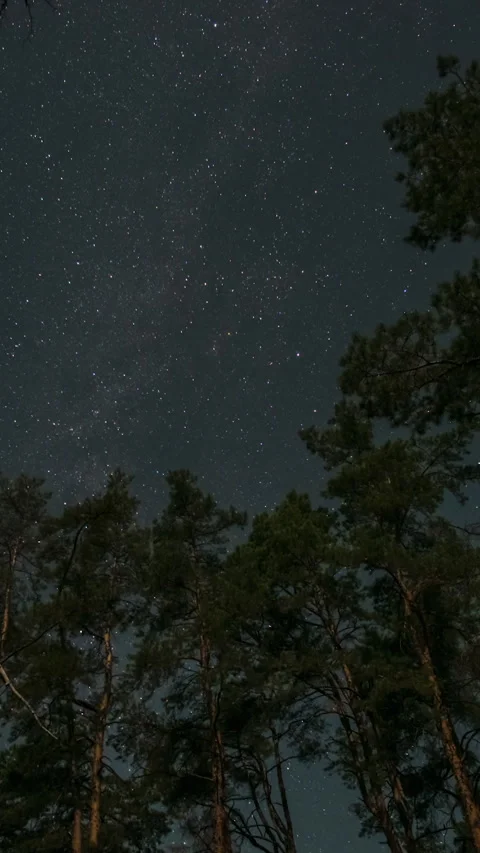 Starry night sky over pine forest Stock Footage 307386788