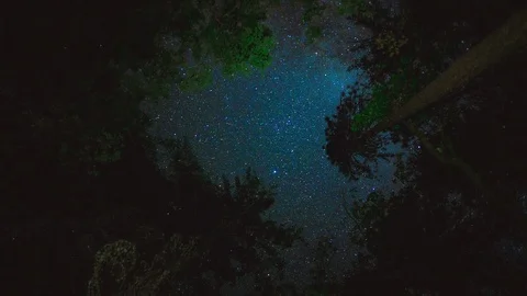 Starry night sky shines through trees. Stock Footage 100861321