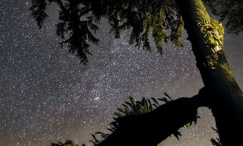 Starry Night Sky Through Trees on a Clear Night Stock Footage 330309677